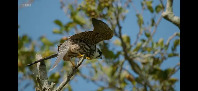 Eurasian hobby (Falco subbuteo subbuteo) as shown in Wild Isles - Freshwater